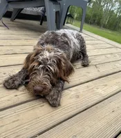 Boone, a male Wirehaired Pointing Griffon for sale in Decatur, MS – 4 of 8