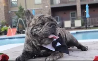 Pablo, a male French Bulldog for sale in Colorado Springs, CO – 5 of 6