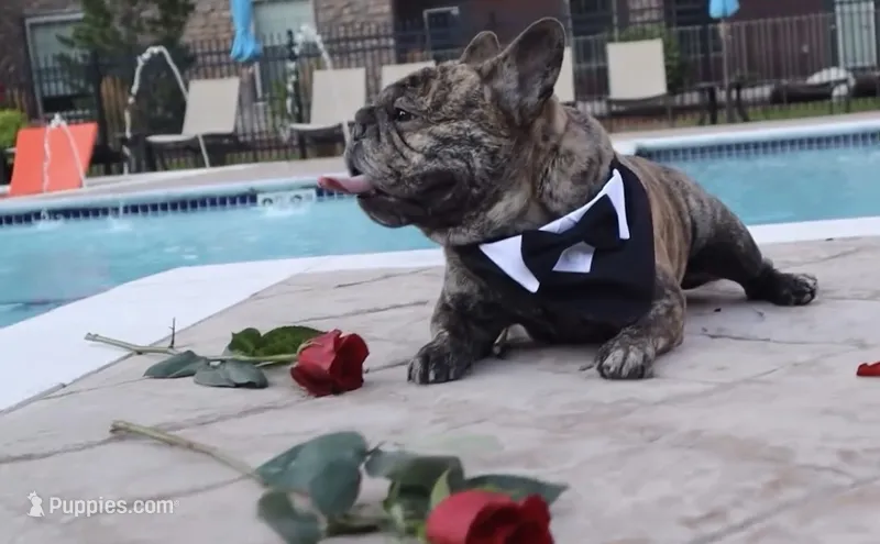 Pablo – French Bulldog puppy for sale in Colorado Springs, CO