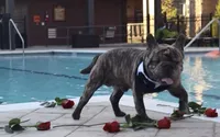 Pablo, a male French Bulldog for sale in Colorado Springs, CO – 2 of 6