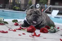 Pablo, a male French Bulldog for sale in Colorado Springs, CO – 4 of 6