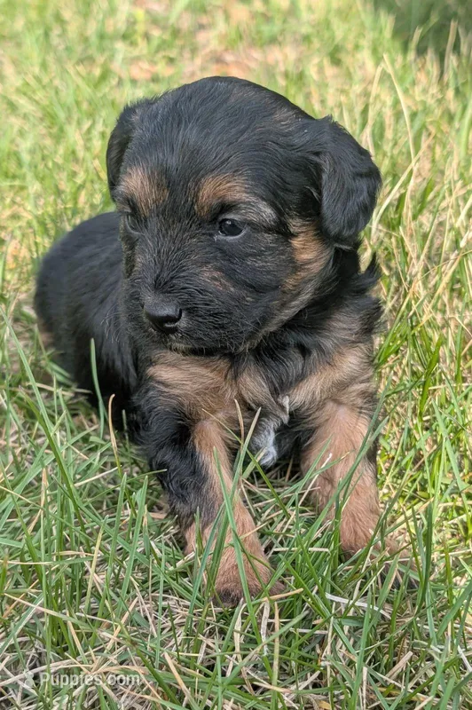 Enzo, a male Maltipoo and Beagle for sale in Brookfield, MO – Photo 1 of 1