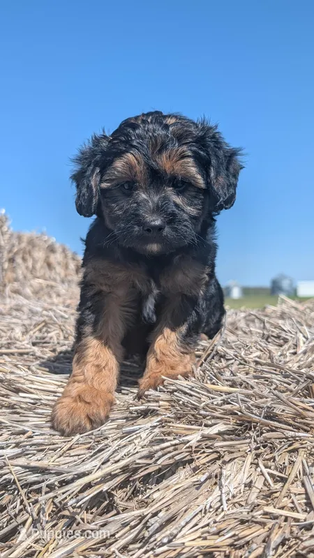Enzo – Maltipoo, Beagle puppy for sale in Brookfield, MO