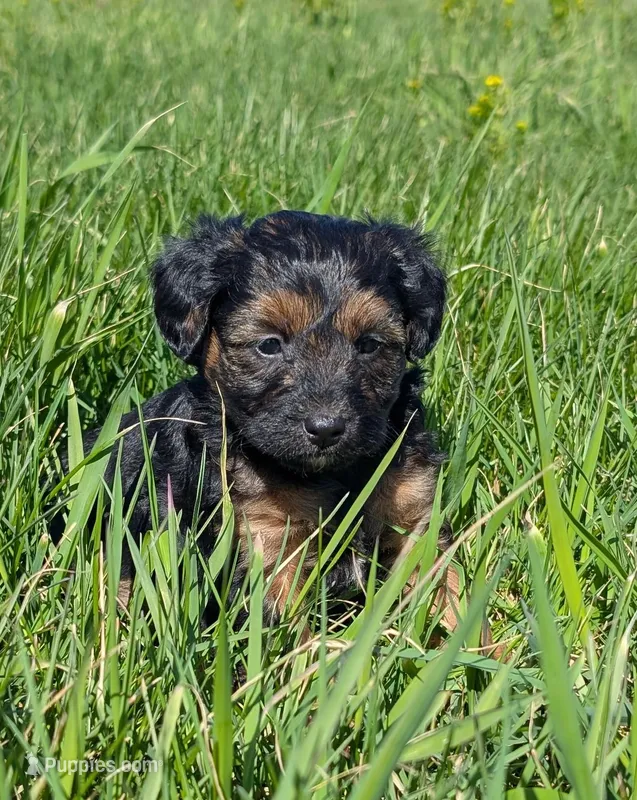 Enzo – Maltipoo, Beagle puppy for sale in Brookfield, MO