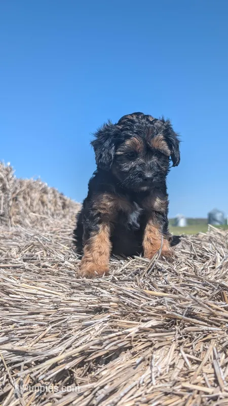 Enzo – Maltipoo, Beagle puppy for sale in Brookfield, MO