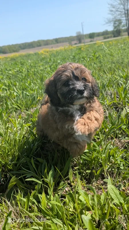 Bailey – Maltipoo, Beagle puppy for sale in Brookfield, MO
