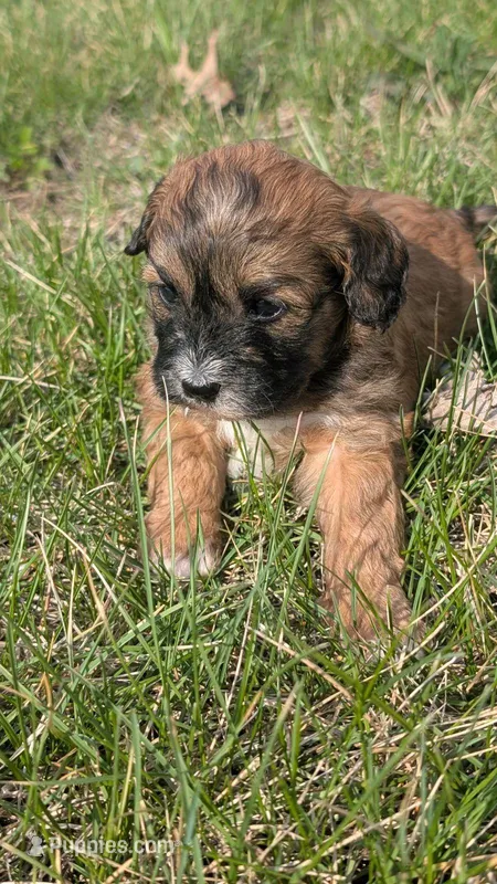 Bailey – Maltipoo, Beagle puppy for sale in Brookfield, MO