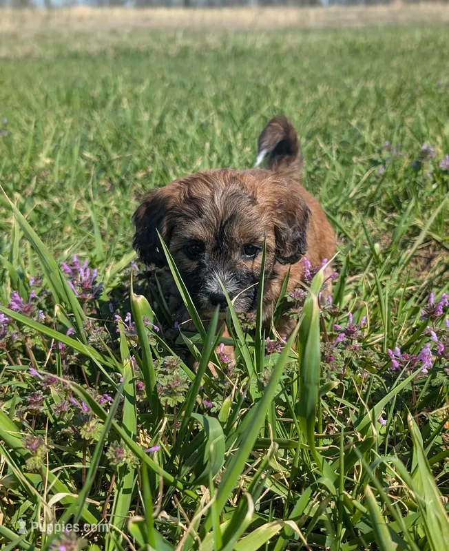 Bailey – Maltipoo, Beagle puppy for sale in Brookfield, MO
