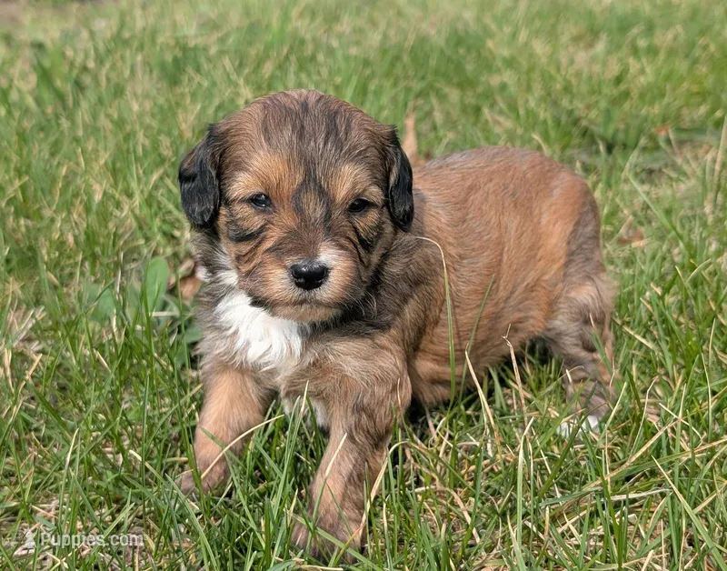 Biscuit – Maltipoo, Beagle puppy for sale in Brookfield, MO