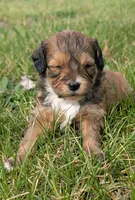 Biscuit, a male Maltipoo and Beagle for sale in Brookfield, MO – Photo 3 of 6