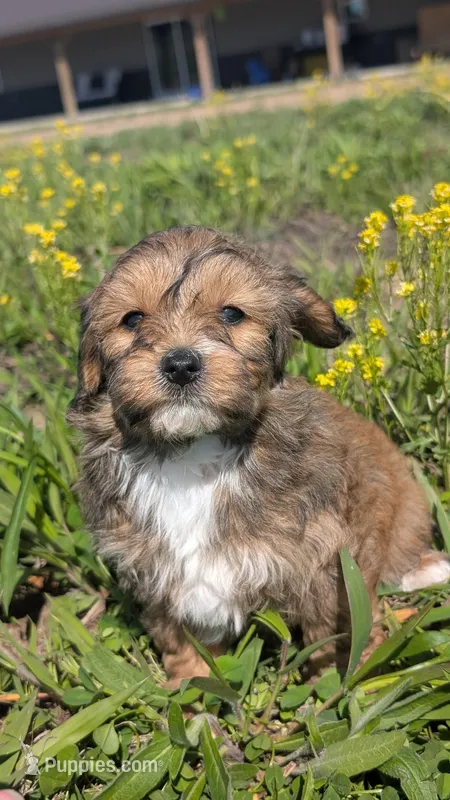 Biscuit – Maltipoo, Beagle puppy for sale in Brookfield, MO