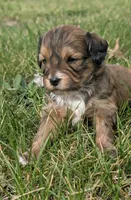 Biscuit, a male Maltipoo and Beagle for sale in Brookfield, MO – Photo 2 of 6