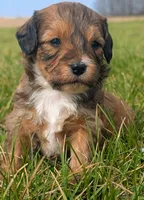 Biscuit, a male Maltipoo and Beagle for sale in Brookfield, MO – Photo 5 of 6
