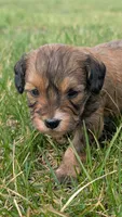 Biscuit, a male Maltipoo and Beagle for sale in Brookfield, MO – Photo 6 of 6