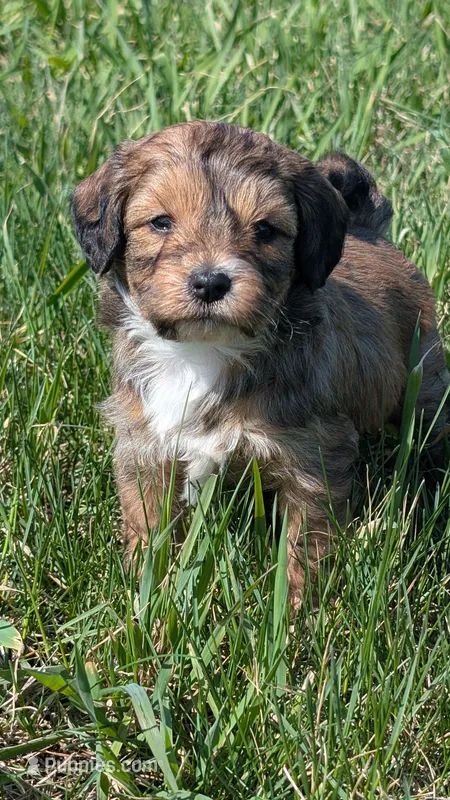 Biscuit – Maltipoo, Beagle puppy for sale in Brookfield, MO