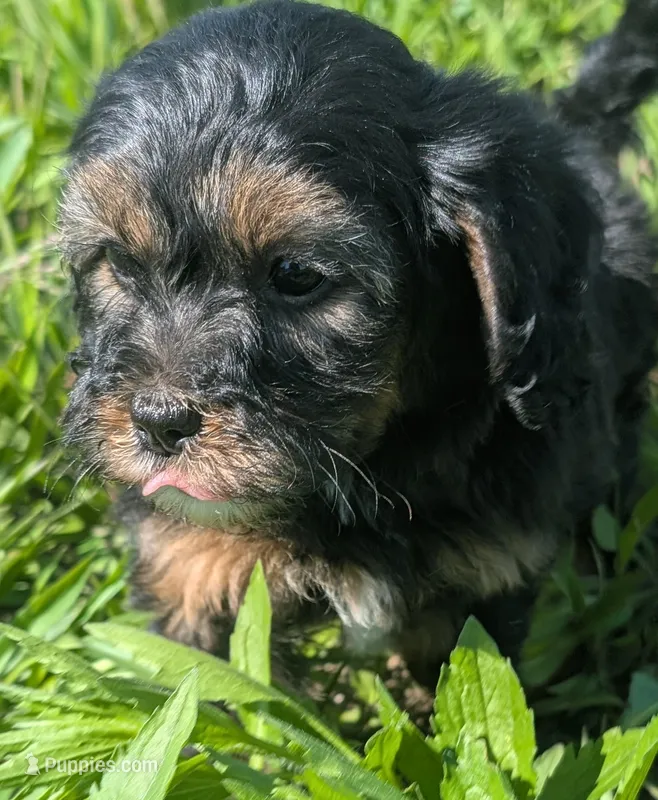 Dreamer – Maltipoo, Beagle puppy for sale in Brookfield, MO