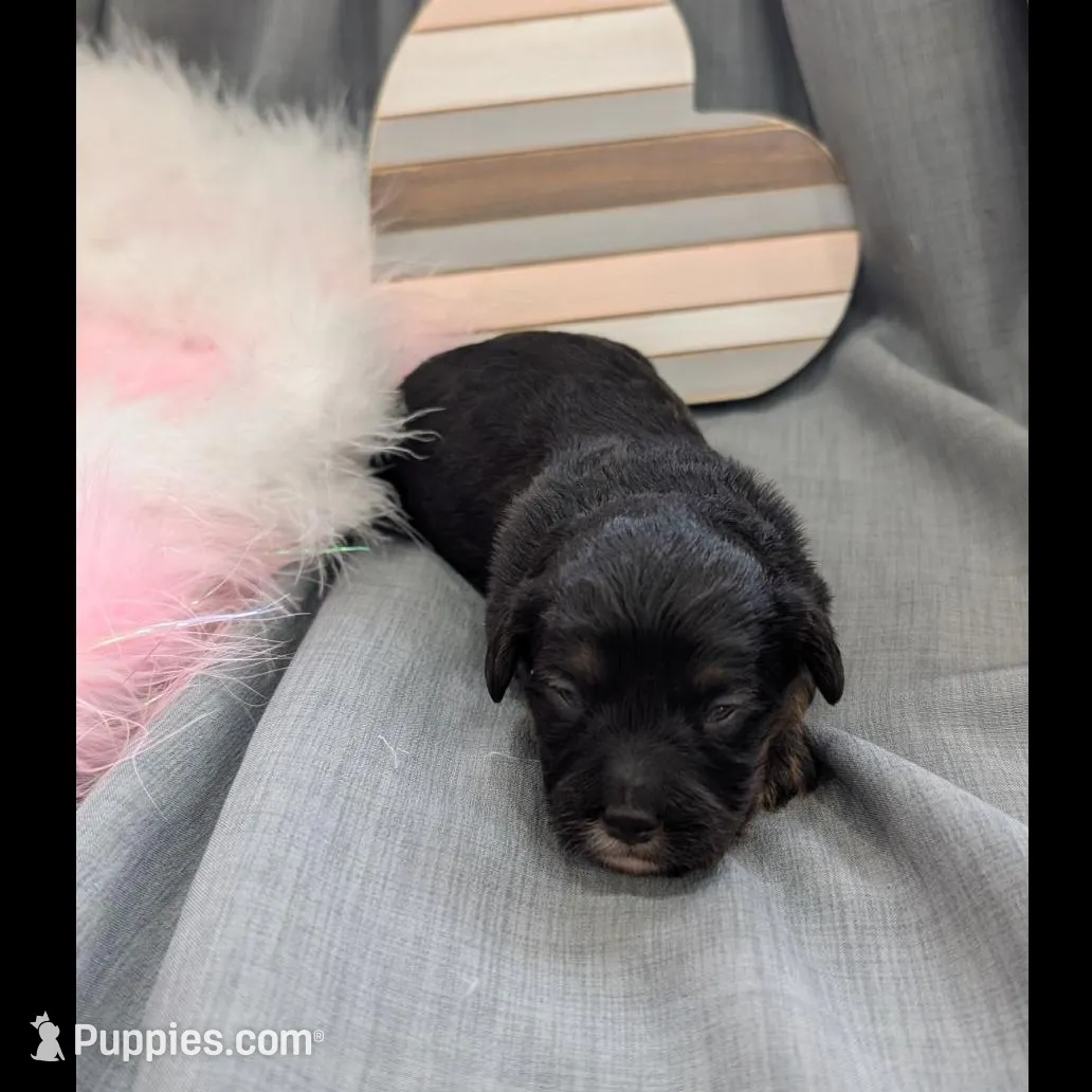 Dreamer, a female Maltipoo and Beagle for sale in Brookfield, MO – Photo 2 of 4