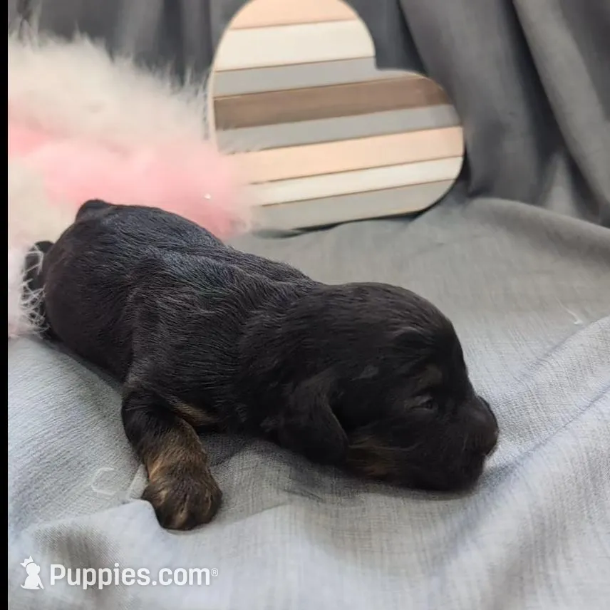 Dreamer – Maltipoo, Beagle puppy for sale in Brookfield, MO