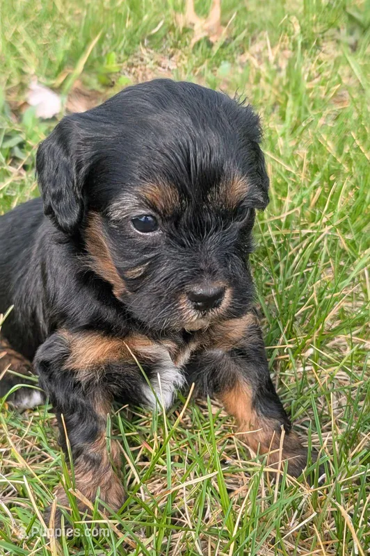 Dreamer – Maltipoo, Beagle puppy for sale in Brookfield, MO
