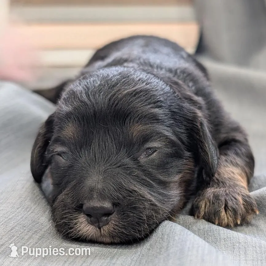 Dreamer, a female Maltipoo and Beagle for sale in Brookfield, MO – Photo 3 of 4