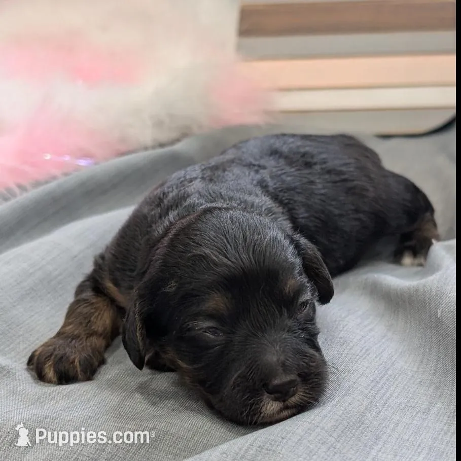 Dreamer, a female Maltipoo and Beagle for sale in Brookfield, MO – Photo 4 of 4