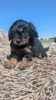 Duke, a male Maltipoo and Beagle for sale in Brookfield, MO – 5 of 10