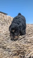Duke, a male Maltipoo and Beagle for sale in Brookfield, MO – 4 of 10