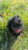 Duke, a male Maltipoo and Beagle for sale in Brookfield, MO – 9 of 10