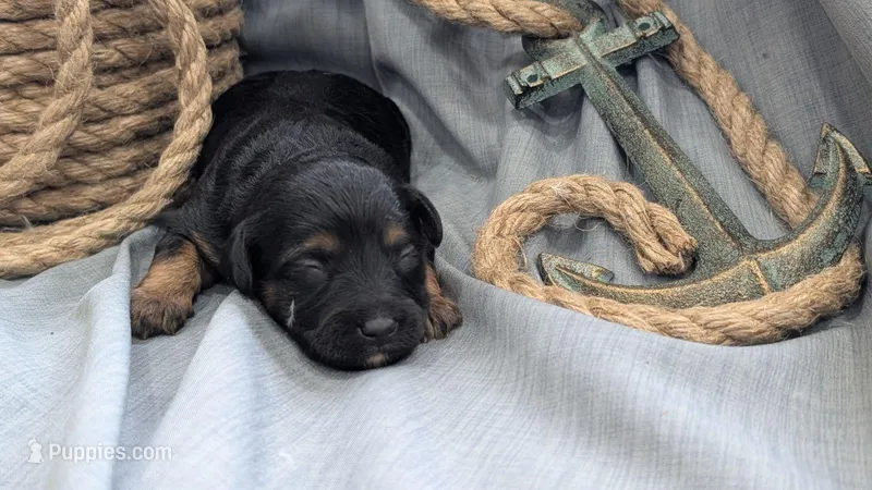 Duke – Maltipoo, Beagle puppy for sale in Brookfield, MO