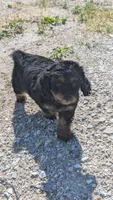 Duke, a male Maltipoo and Beagle for sale in Brookfield, MO – 6 of 10