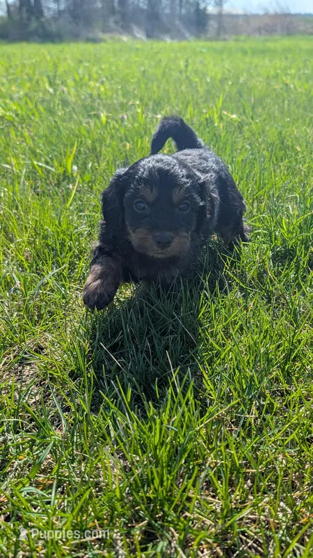 Duke – Maltipoo, Beagle puppy for sale in Brookfield, MO