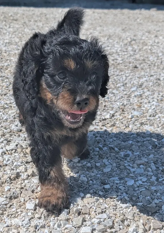 Duke – Maltipoo, Beagle puppy for sale in Brookfield, MO