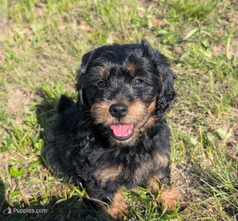 Duke – Maltipoo, Beagle puppy for sale in Brookfield, MO