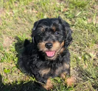 Duke, a male Maltipoo and Beagle for sale in Brookfield, MO – 1 of 10