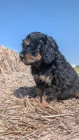 Duke, a male Maltipoo and Beagle for sale in Brookfield, MO – 2 of 10