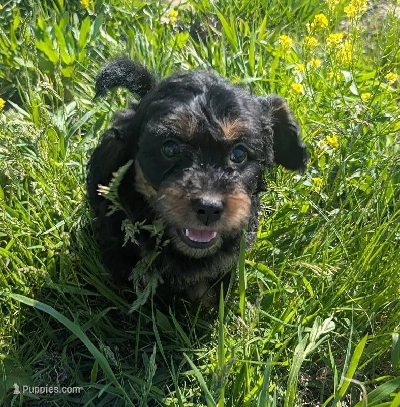 Duke – Maltipoo, Beagle puppy for sale in Brookfield, MO