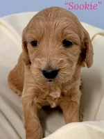 “Sookie” - Pink, a female Goldendoodle for sale in Fayetteville, NC – Photo 4 of 7