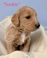 “Sookie” - Pink, a female Goldendoodle for sale in Fayetteville, NC – Photo 5 of 7