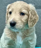 “Sookie” - Pink, a female Goldendoodle for sale in Fayetteville, NC – Photo 1 of 7