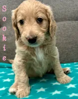 “Sookie” - Pink, a female Goldendoodle for sale in Fayetteville, NC – Photo 2 of 7