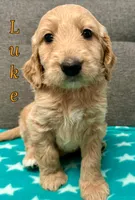 “Luke” - Orange, a male Goldendoodle for sale in Fayetteville, NC – Photo 2 of 10