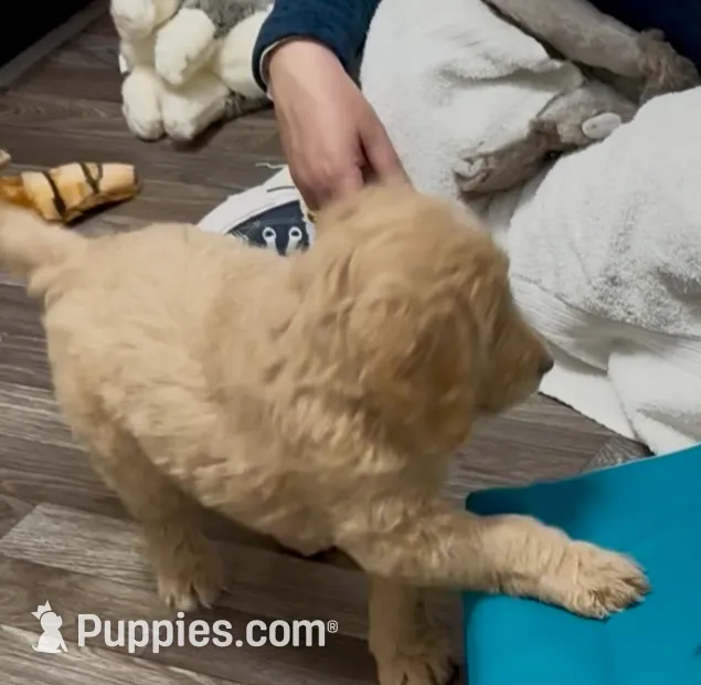 “Luke” - Orange, a male Goldendoodle for sale in Fayetteville, NC – Photo 7 of 10