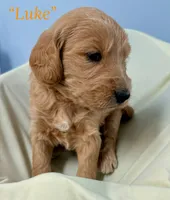 “Luke” - Orange, a male Goldendoodle for sale in Fayetteville, NC – Photo 6 of 10