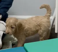 “Luke” - Orange, a male Goldendoodle for sale in Fayetteville, NC – Photo 4 of 10