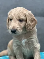 “Luke” - Orange, a male Goldendoodle for sale in Fayetteville, NC – Photo 3 of 10