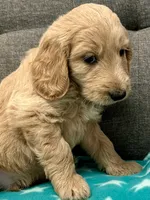 “Luke” - Orange, a male Goldendoodle for sale in Fayetteville, NC – Photo 5 of 10
