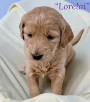 “Lorelai” - Purple, a female Goldendoodle for sale in Fayetteville, NC – Photo 3 of 6