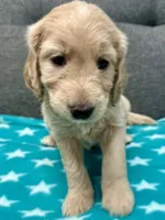 “Lorelai” - Purple, a female Goldendoodle for sale in Fayetteville, NC – Photo 2 of 6