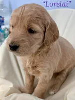 “Lorelai” - Purple, a female Goldendoodle for sale in Fayetteville, NC – Photo 4 of 6