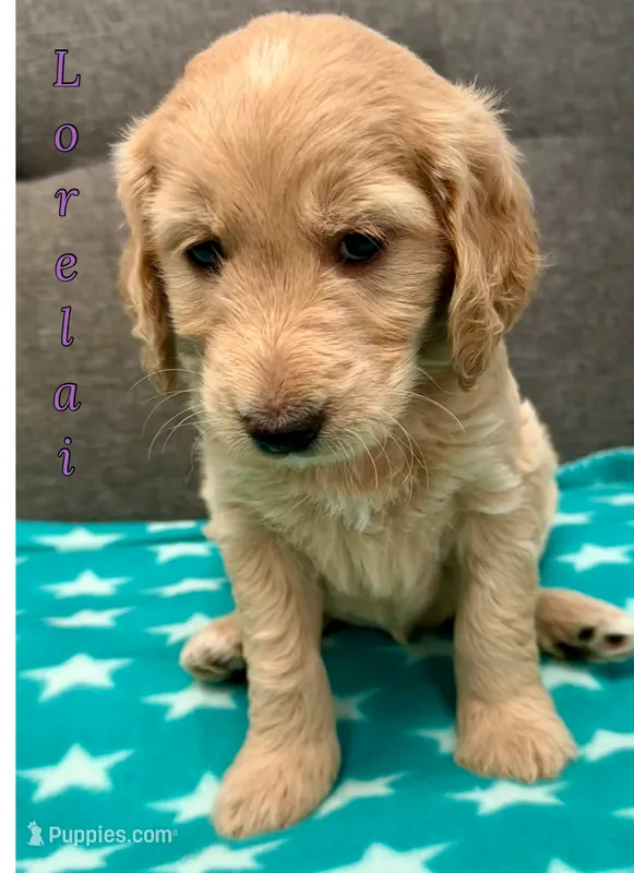 “Lorelai” - Purple